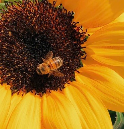 ' BEE ' ' BEE History ' ' BEE Habitat ' ' BEE Facts ' ' Queen BEE ' ' Queen BEE Facts '