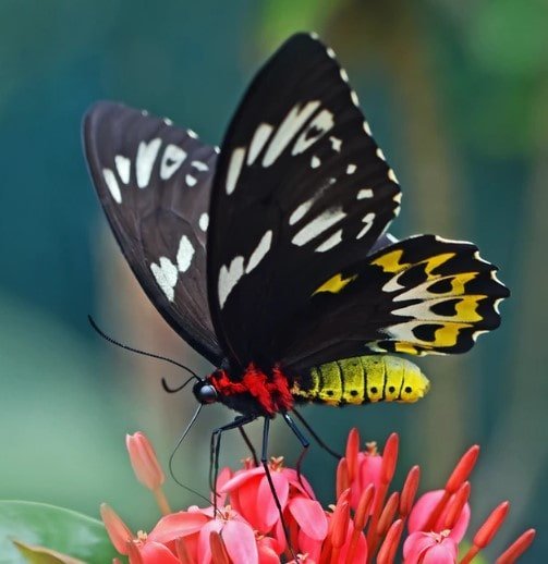 ' Butterflies ' ' Butterfly ' ' Butterfly family '