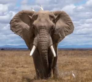 ' Elephant image ' ' Elephant picture ' ' Elephant photo ' ' Elephant '
