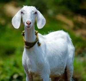 ' Goat image ' ' Goat photo ' ' Goat picture ' ' Goat ' ' Capra aegagrus hircus '