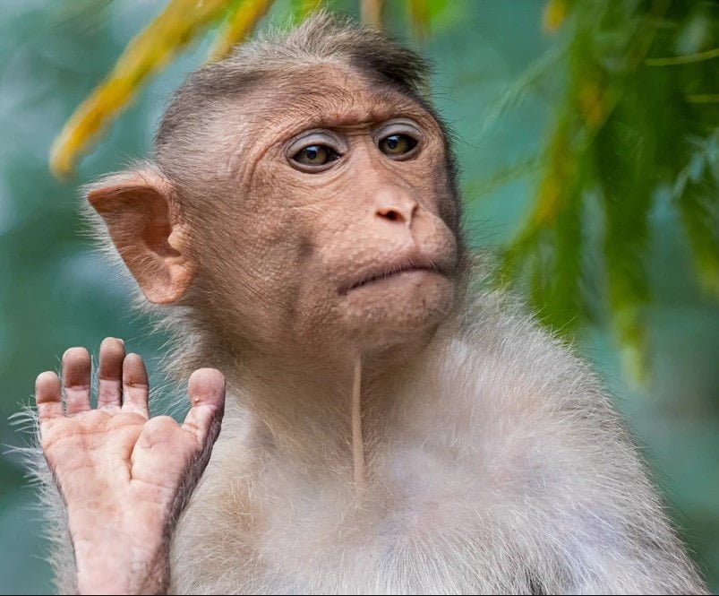 ' Monkey ' ' Monkey habitat ' ' Monkey eating food ' ' Types of monkey ' ' Facts about Monkey '