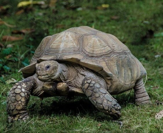 ' Turtle ' ' Turtle habitat ' ' Facts about Turtle ' ' Pet Turtle '