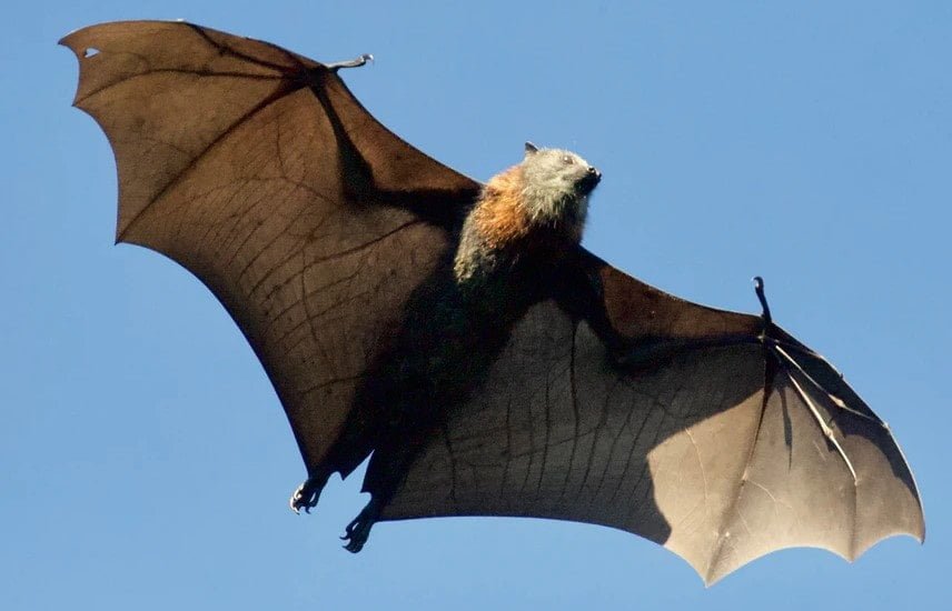 ' bat image ' ' bat photo ' ' bat picture ' ' bat history ' ' bat habitat ' ' facts about bat '