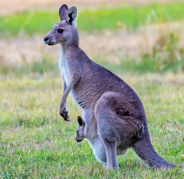 ' kangaroo height ' ' kangaroo facts ' ' kangaroo habitat ' ' kangaroo diet ' ' kangaroo baby ' ' kangaroo facts ' ' kangaroo '