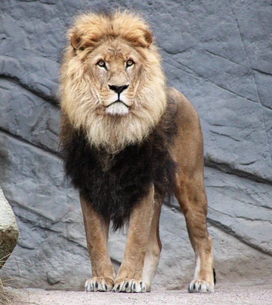 ' lion history ' ' lion facts ' ' lion habitat ' ' female lion ' ' lion cub ' ' lion '