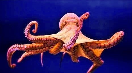 ' octopus ' ' octopus habitat ' ' facts about octopus '