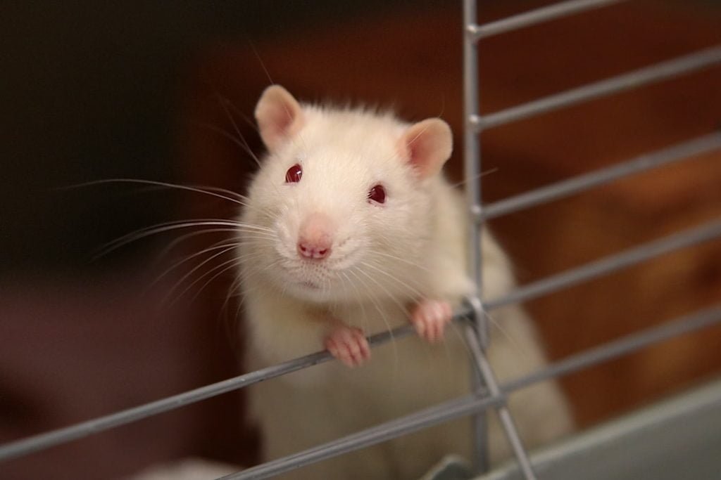 rat-history-habitat-and-amazing-facts