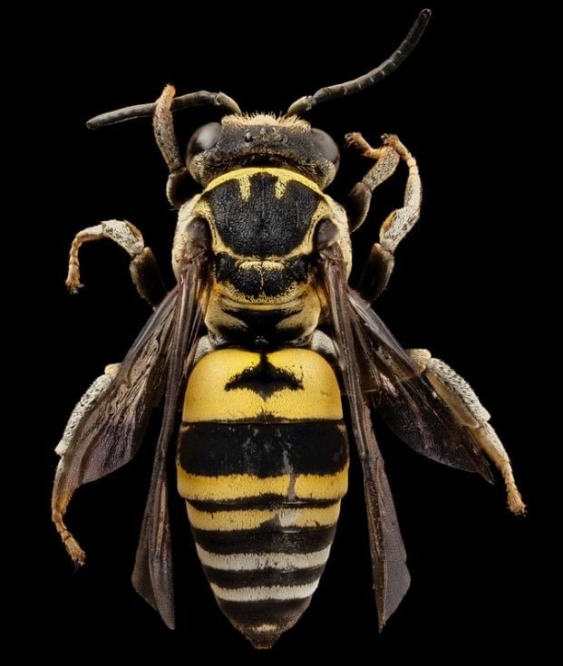 ' wasps ' ' wasp family ' ' wasps nest '