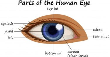 ' parts of eyes ' ' eyes parts ' ' eyes '